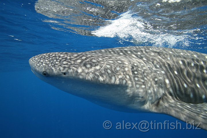 Whale_Shark-119.JPG - The whale shark is found in all tropical and subtropical oceans